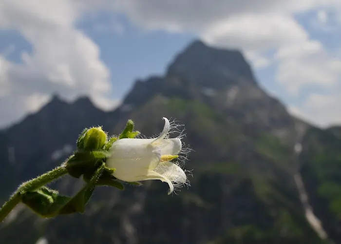 Boedmerhof Mittelberg